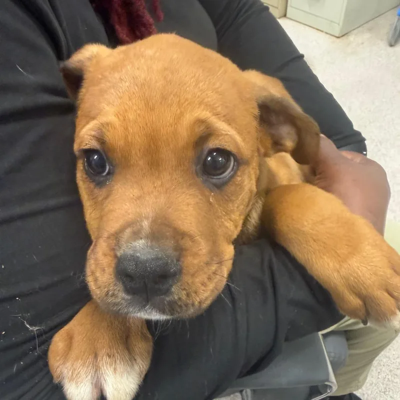 A young small-sized male Pit Bull Terrier dog named Boyyd for adoption in Horn Lake, MS