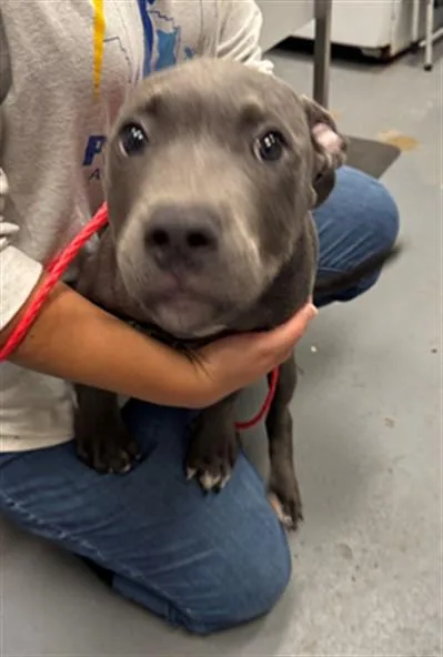 Bowie