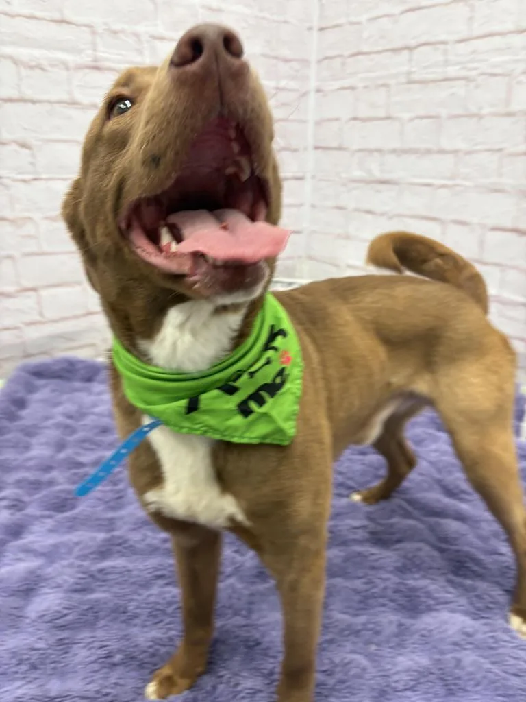 Golden Carrot thumbnail 2