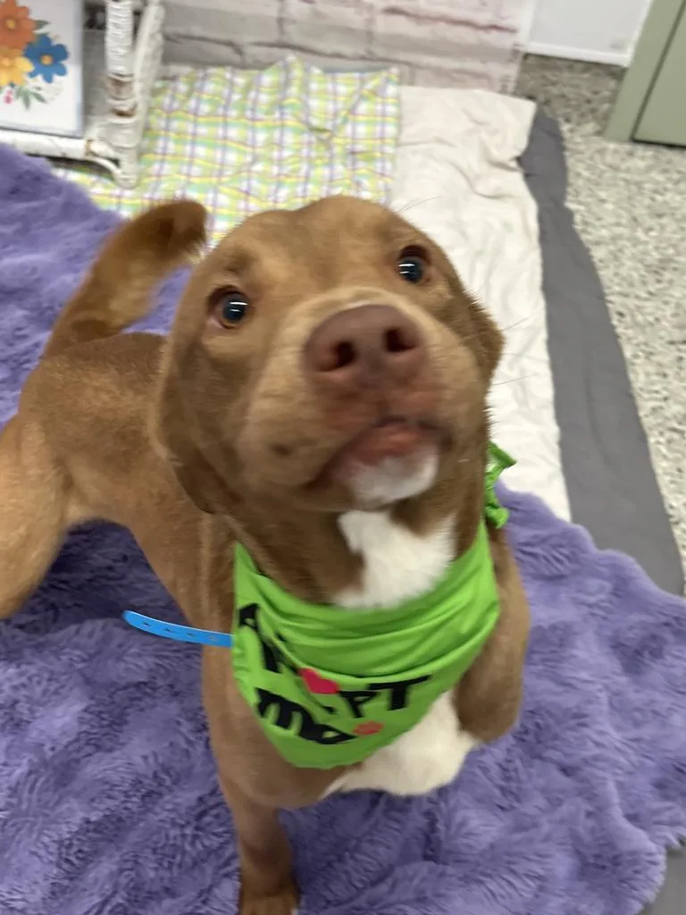 Golden Carrot thumbnail 3