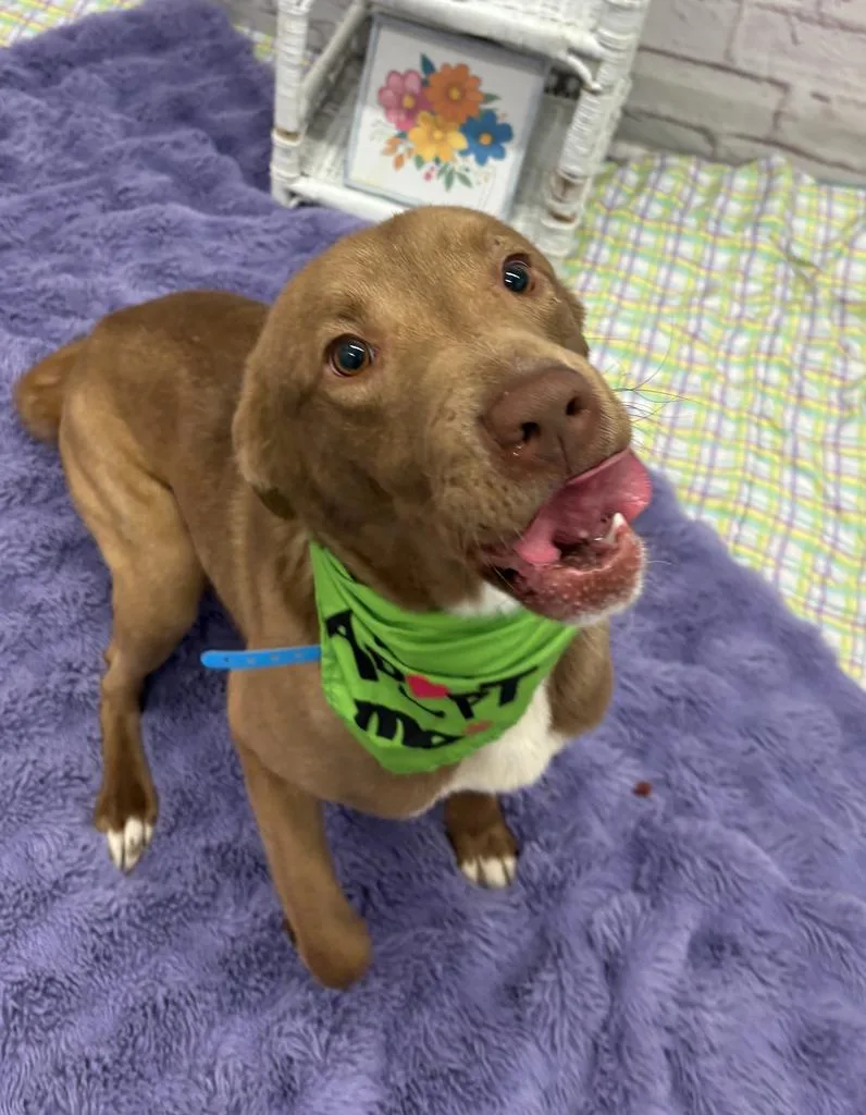 Golden Carrot thumbnail 4