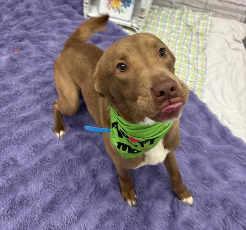 Golden Carrot thumbnail 5