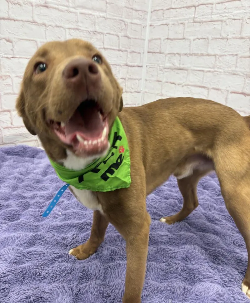 Golden Carrot thumbnail 6