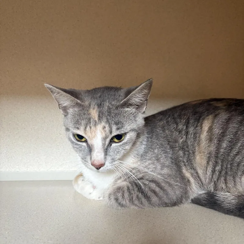 A young medium-sized female Calico Domestic Short Hair cat named Solstice for adoption in Louisville, KY