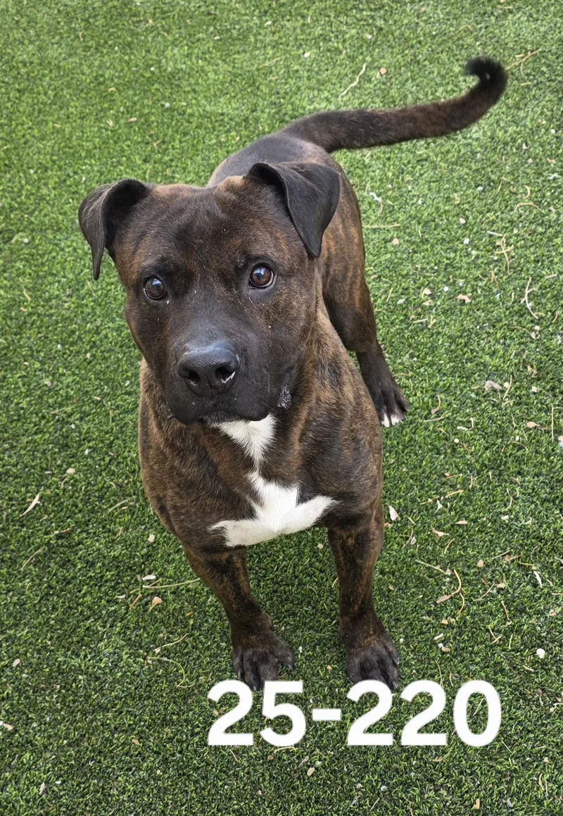 An adult large-sized male Pit Bull Terrier dog named 25-220 for adoption in Ridgecrest, CA