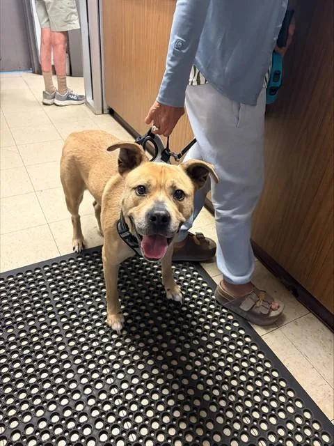 A young large-sized female Pit Bull Terrier dog named Hazel for adoption in Stockton, CA