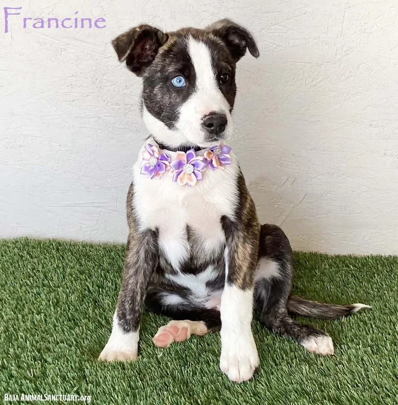 Francine thumbnail 2