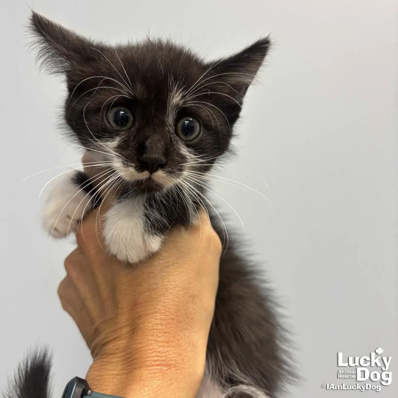 A baby medium-sized female Black & White / Tuxedo Domestic Short Hair cat named Blackberry for adoption in Washington, DC