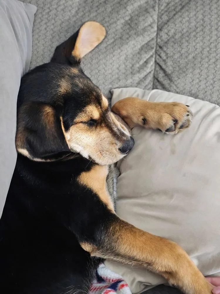A baby medium-sized male Brown / Chocolate Mixed Breed dog named Mack for adoption in Dorr, MI
