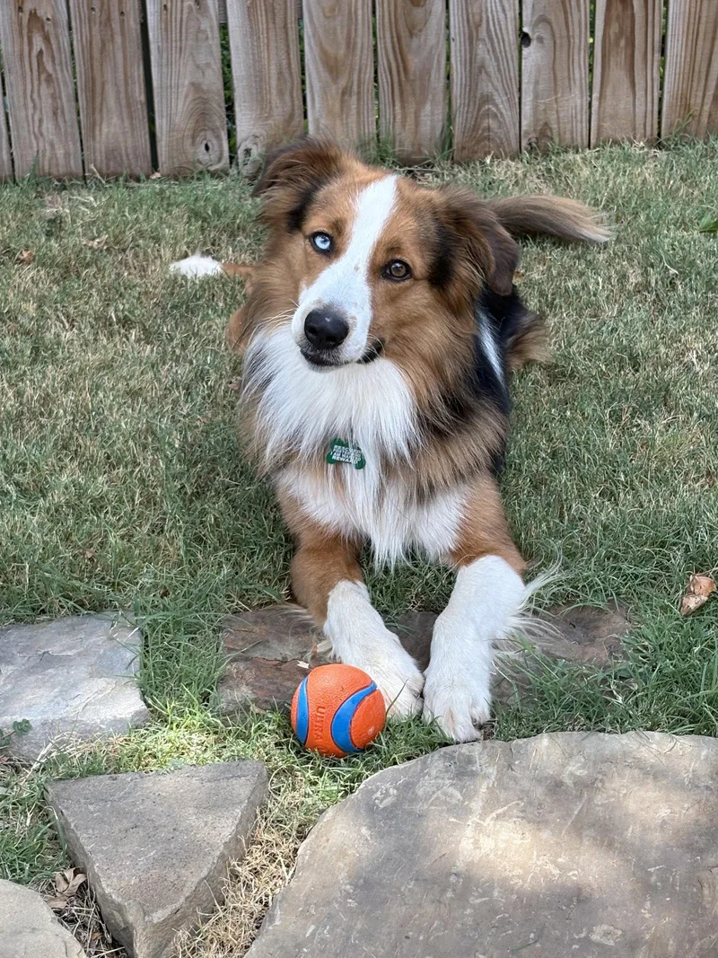 Auggie