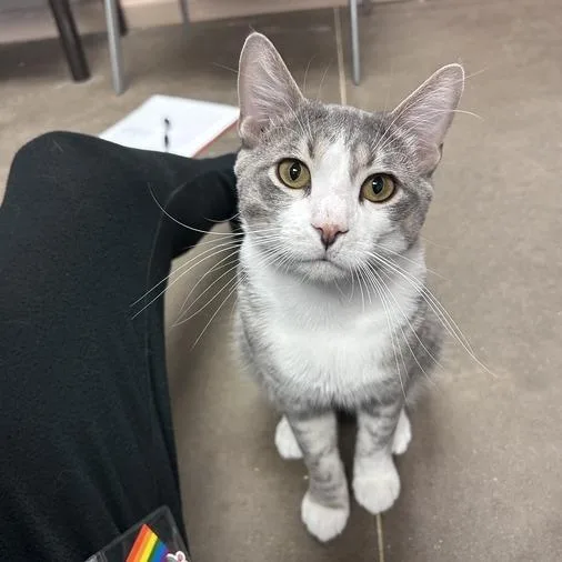 A young large-sized male Gray / Blue / Silver Domestic Short Hair cat named Hei Hei for adoption in Davenport, IA