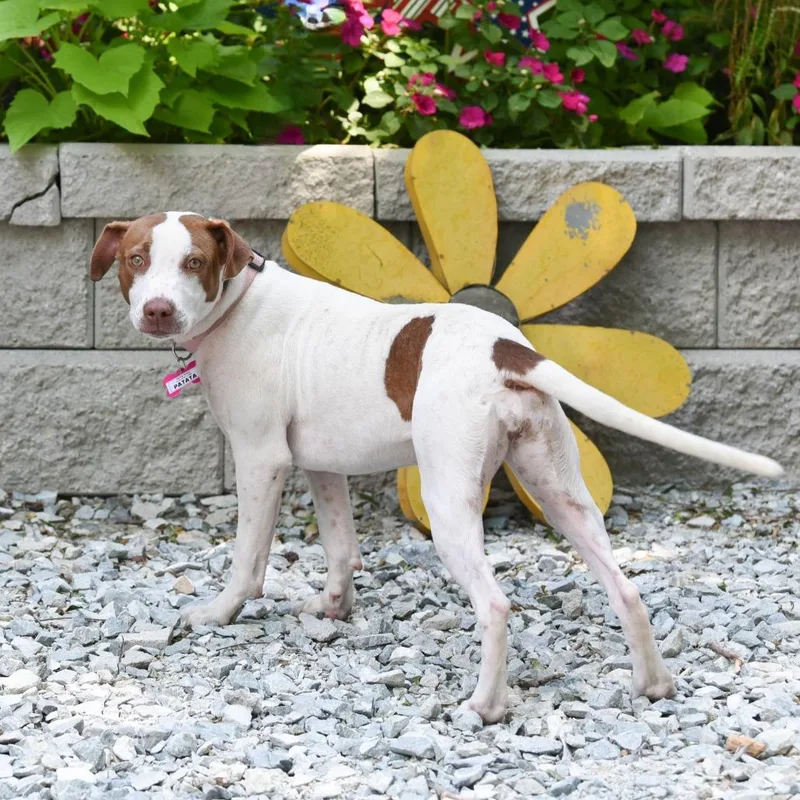 Patata