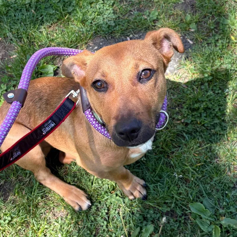 A young small-sized male Yellow / Tan / Blond / Fawn Mixed Breed dog named Champ for adoption in Wantagh, NY