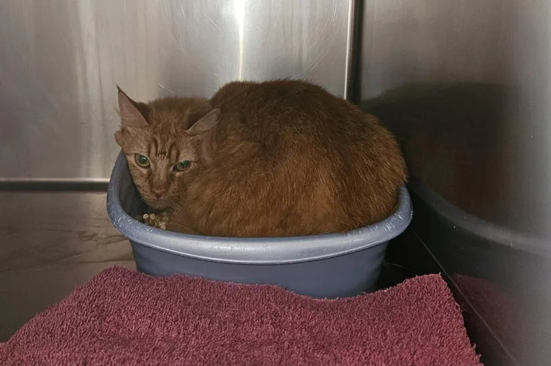 An adult medium-sized female Domestic Medium Hair cat named Claudia for adoption in Mocksville, NC