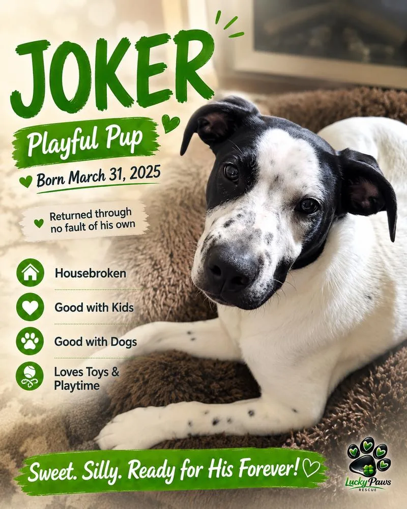 A young medium-sized male Tricolor (Brown, Black, & White) Labrador Retriever dog named Joker for adoption in Sumter, SC