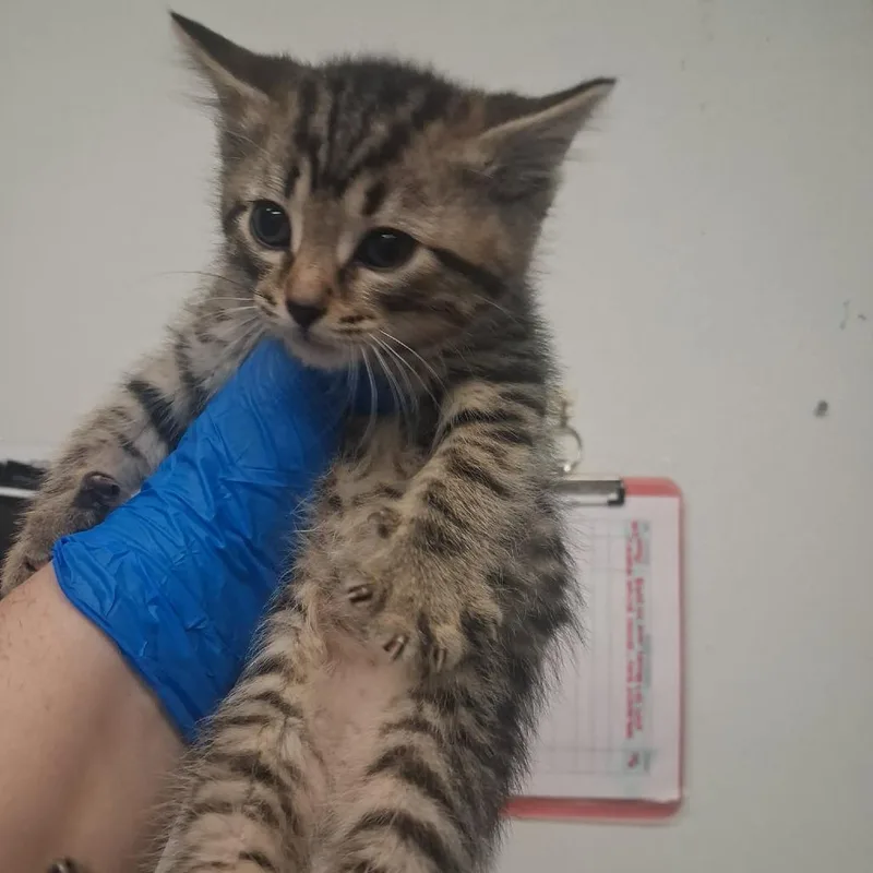 A baby small-sized male Brown / Chocolate Domestic Short Hair cat named Atlas for adoption in Spokane, WA