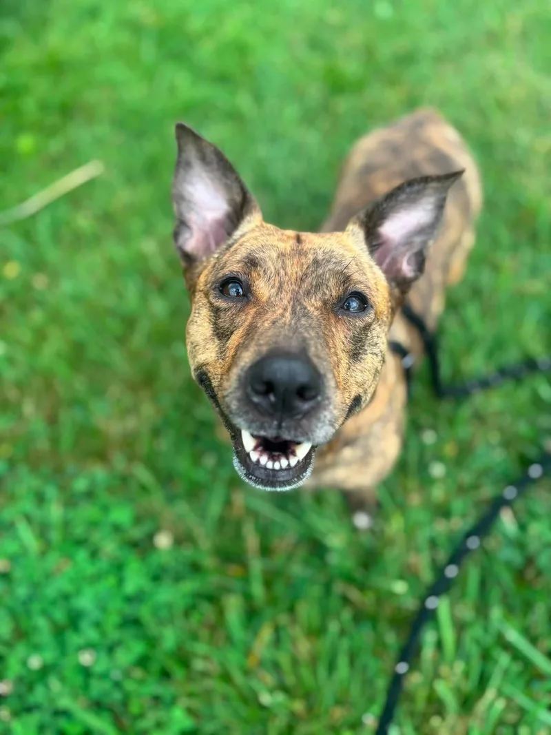 A young medium-sized female Corgi dog named River for adoption in North Syracuse, NY