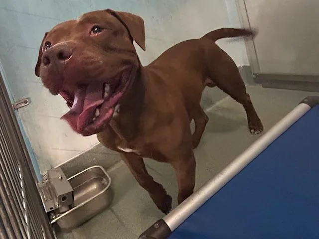 An adult large-sized male Pit Bull Terrier dog named Peter for adoption in Baldwin Park, CA