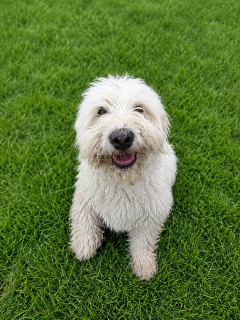 A young small-sized male White / Cream Poodle dog named Shakiro for adoption in Vernon, CT