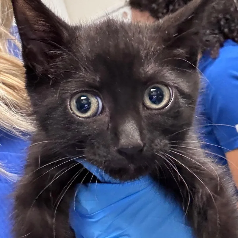 A baby small-sized female Black Domestic Short Hair cat named Willow for adoption in Greenville, SC