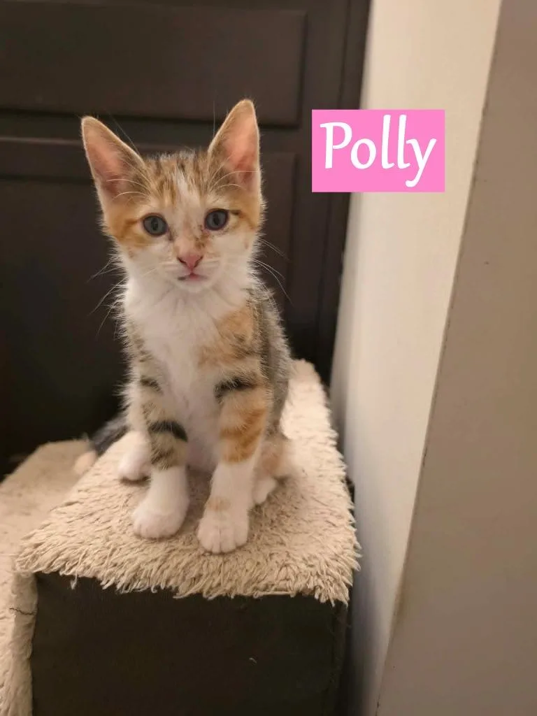 A baby medium-sized female Domestic Short Hair cat named Polly for adoption in Hoover , AL