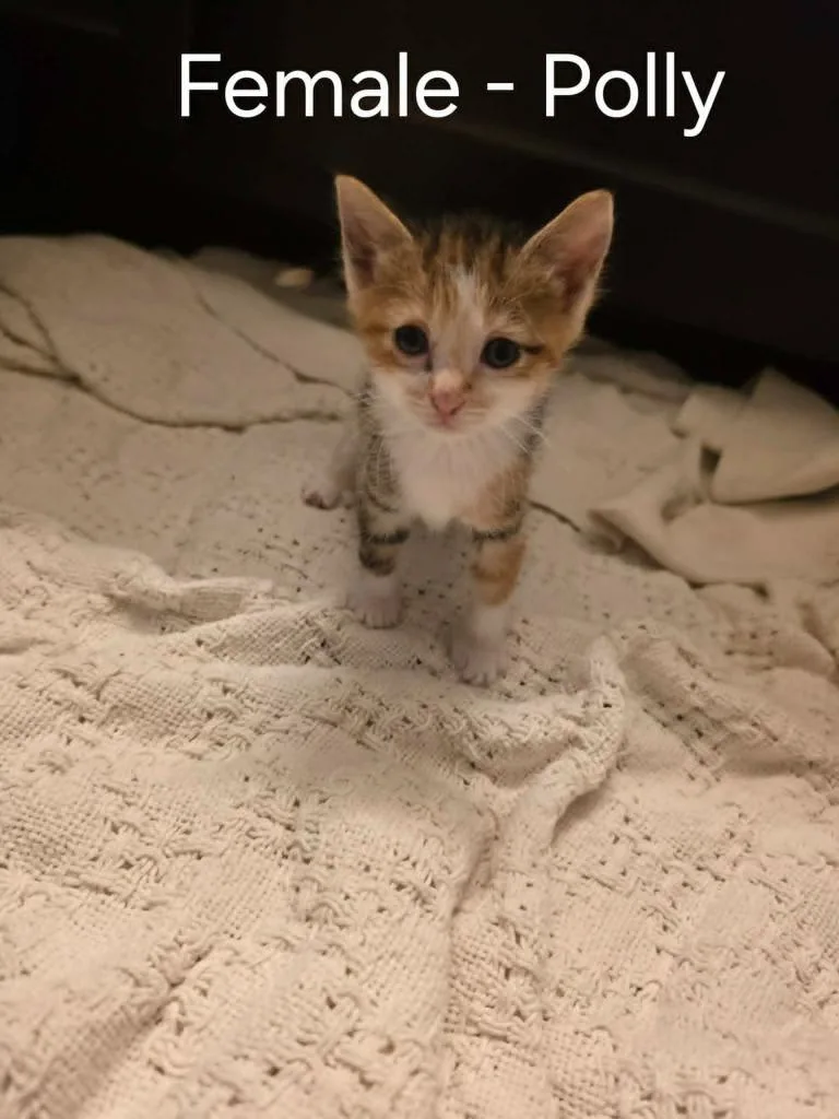 Polly thumbnail 2