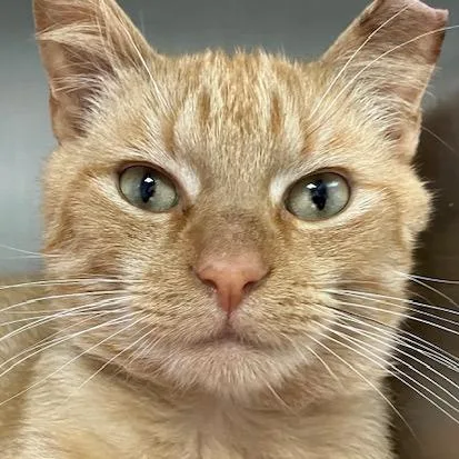 A young medium-sized male Orange / Red Domestic Short Hair cat named Red Hot for adoption in La Grange, KY