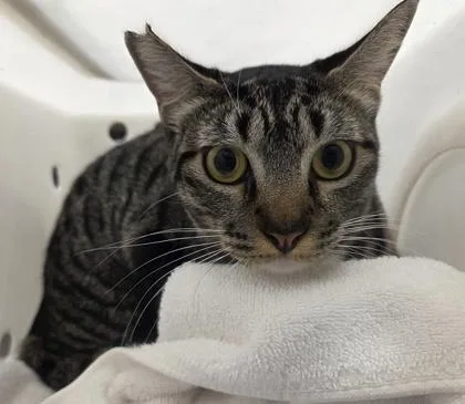 An adult small-sized female Domestic Short Hair cat named Lala for adoption in Honolulu, HI