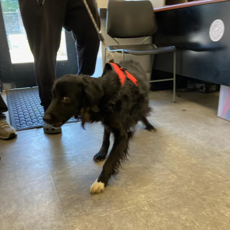 An adult large-sized female Black Labrador Retriever dog named Oreo for adoption in Philadelphia, PA