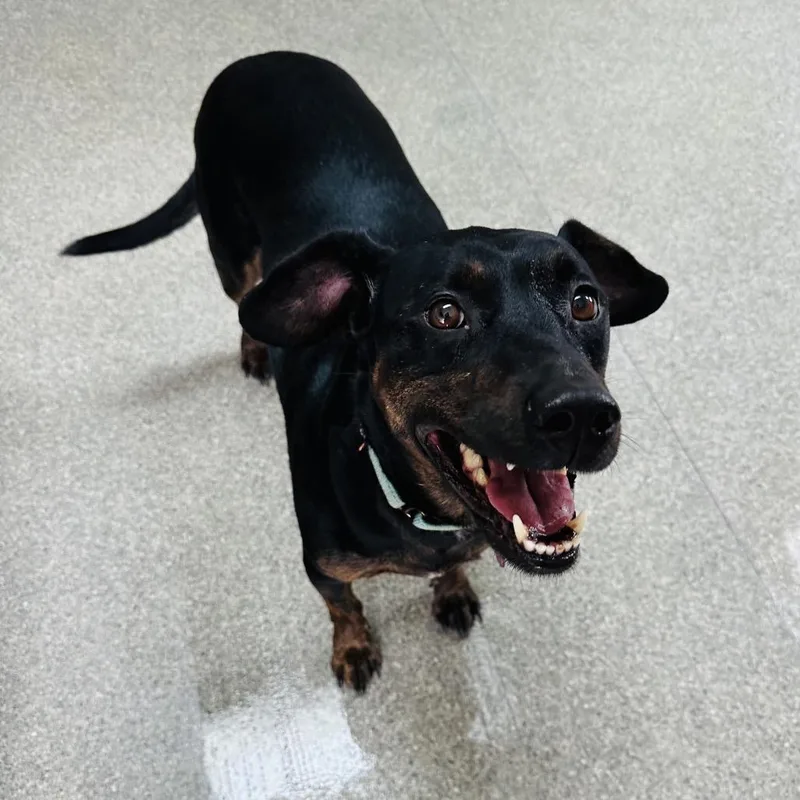 An adult medium-sized female Brown / Chocolate Plott Hound dog named Sweet Pea for adoption in Delaware, OH