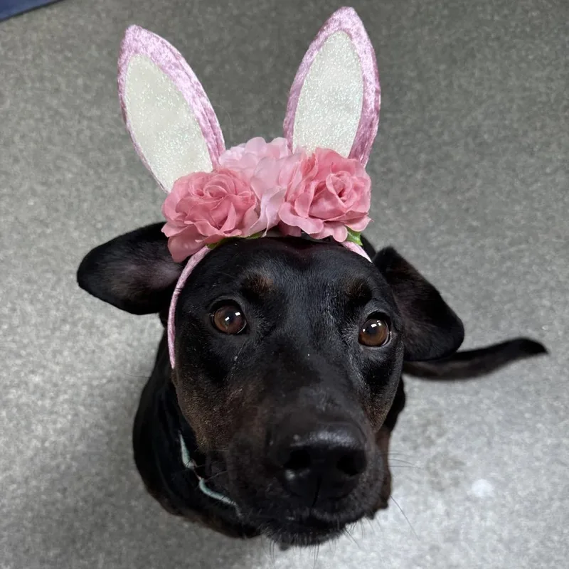 Sweet Pea thumbnail 2