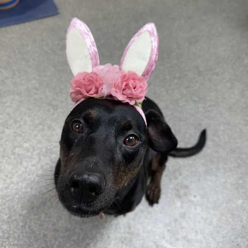 Sweet Pea thumbnail 3