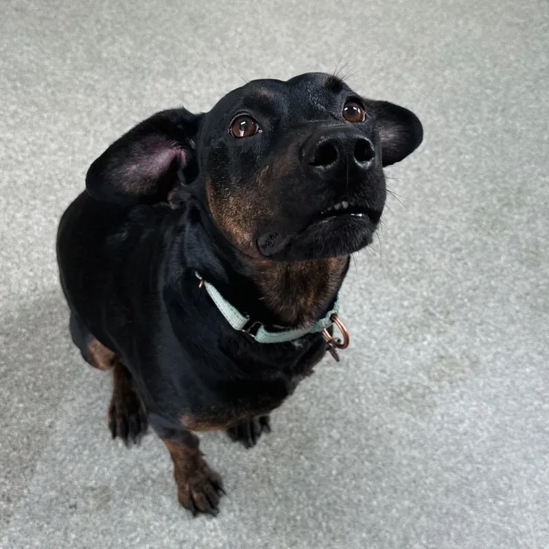 Sweet Pea thumbnail 4