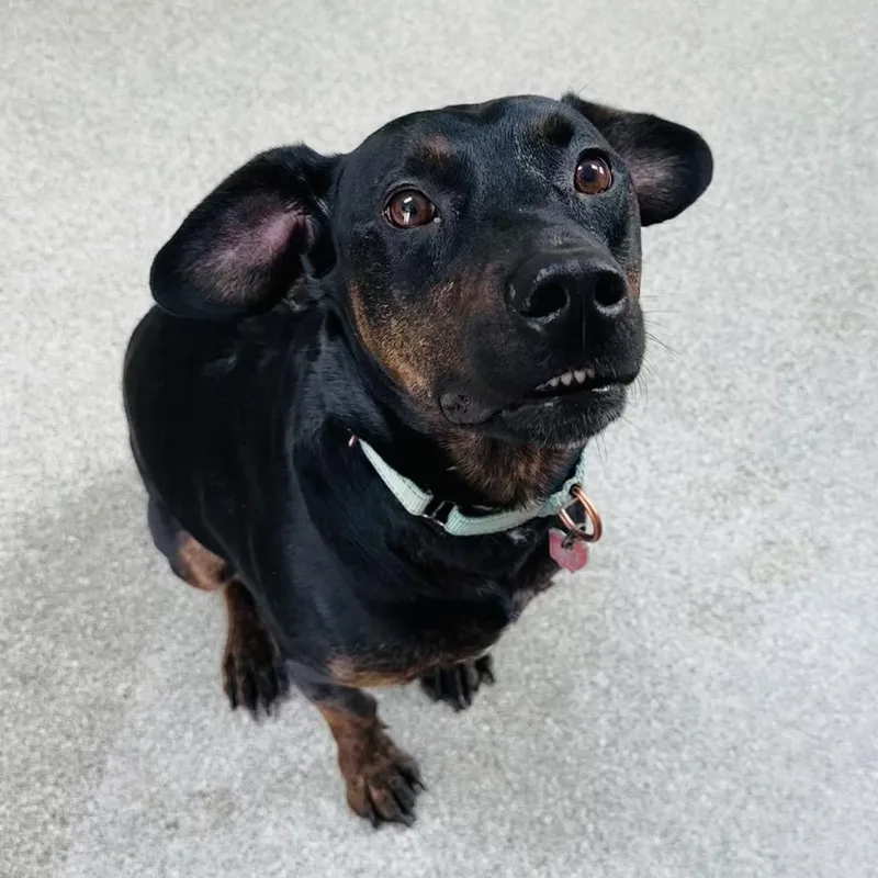 Sweet Pea thumbnail 5