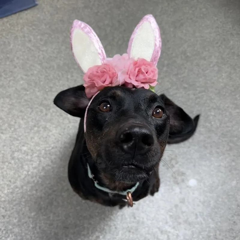 Sweet Pea thumbnail 6