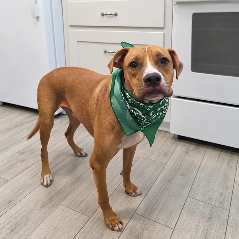 An adult large-sized male Boxer dog named Frank Sinatra for adoption in Oak Point, TX