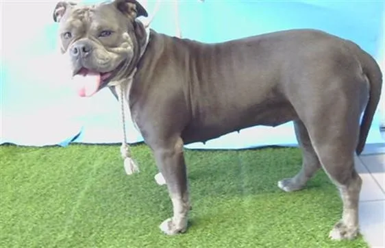An adult large-sized female American Bulldog dog named Squishy for adoption in Gardena, CA