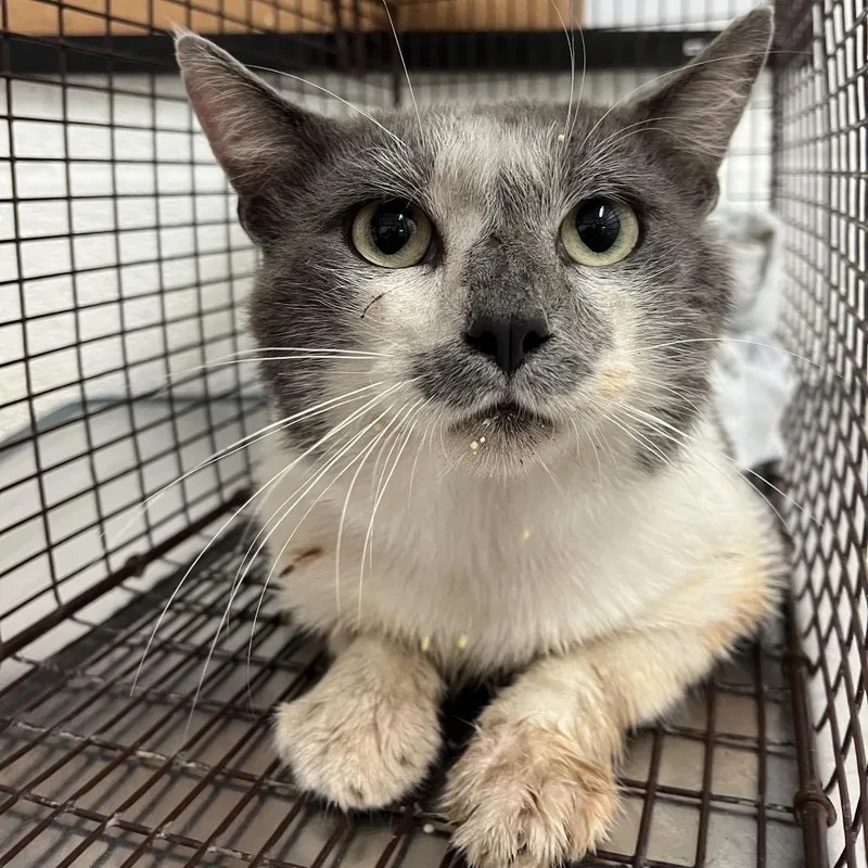 An adult large-sized male White Domestic Medium Hair cat named Buddy Holly for adoption in Edinburg, TX