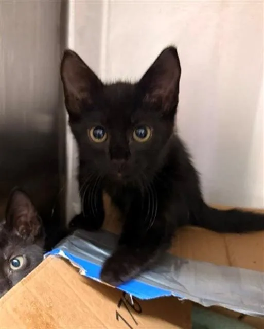A baby small-sized male Domestic Short Hair cat named Edd for adoption in Baytown, TX