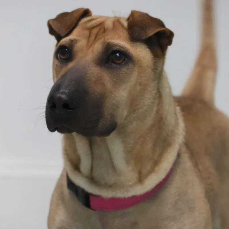 A young medium-sized female Yellow / Tan / Blond / Fawn Shar-Pei dog named Maddy for adoption in Houston, TX
