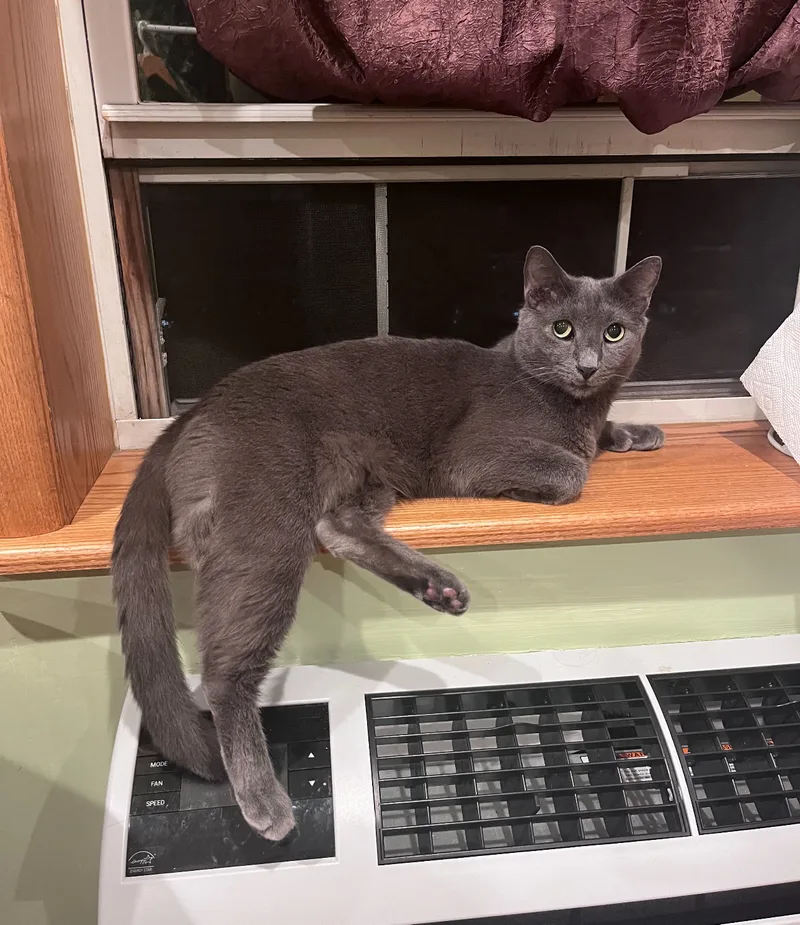 An adult medium-sized male Blue Point Domestic Short Hair cat named Quincy for adoption in Staten Island, NY