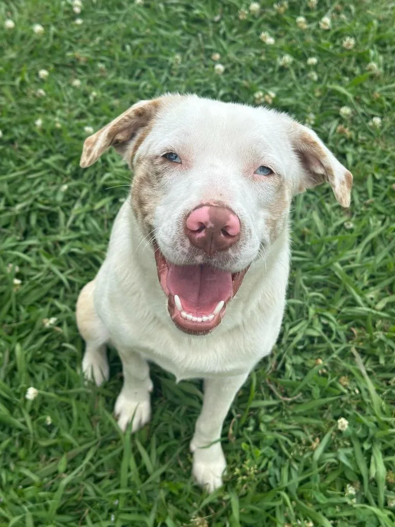 A young medium-sized female Mixed Breed dog named Honey Bun for adoption in Fond Du Lac, WI