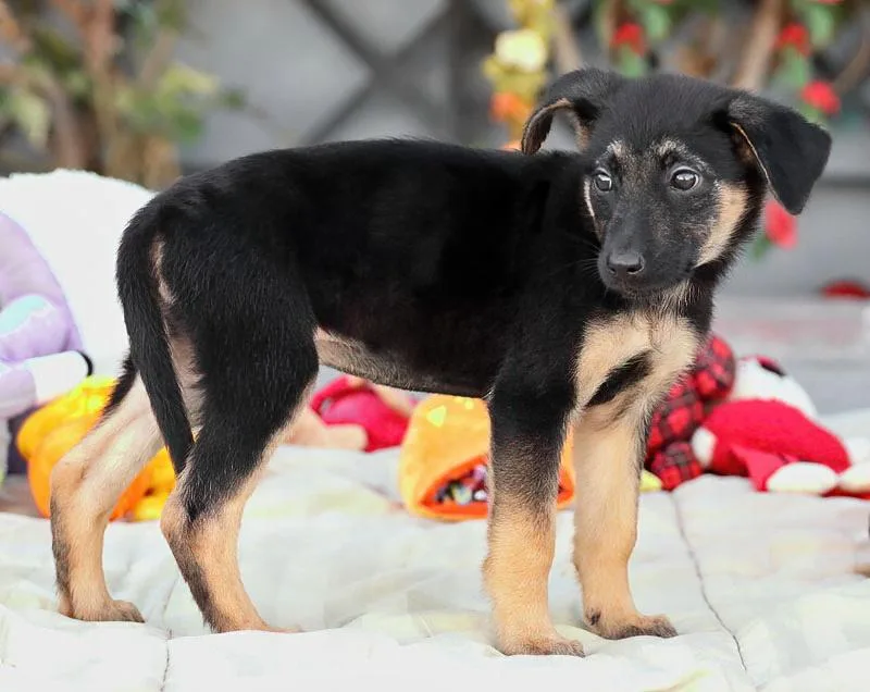 A baby medium-sized female Black German Shepherd Dog dog named Dina von Duvensee for adoption in Los Angeles, CA