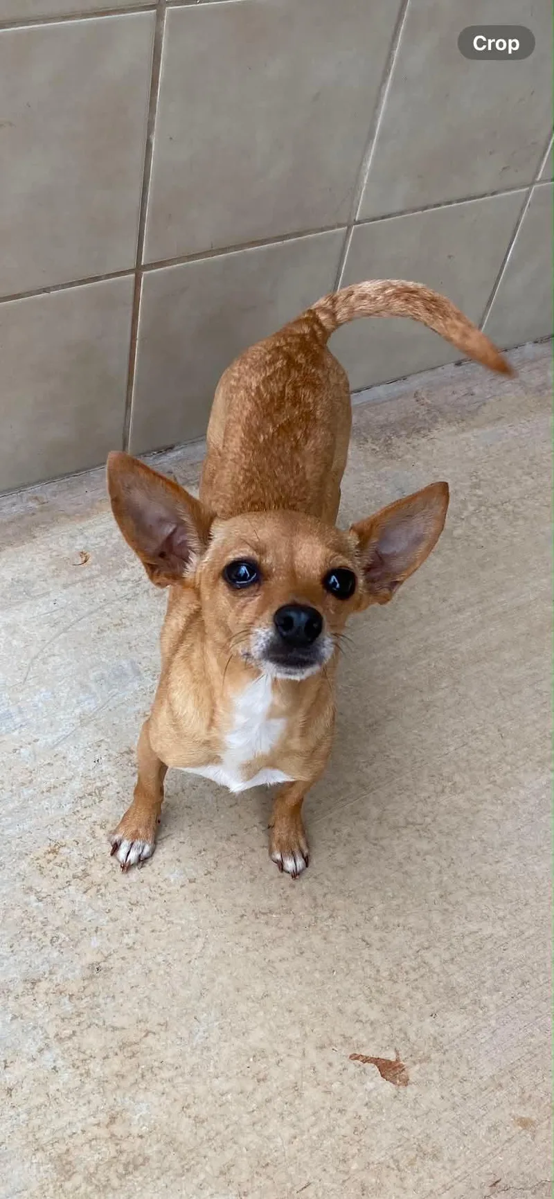 An adult small-sized female Chihuahua dog named Selena for adoption in Kerrville, TX