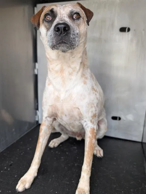 An adult large-sized male Australian Cattle Dog / Blue Heeler dog named Lux for adoption in San Antonio, TX