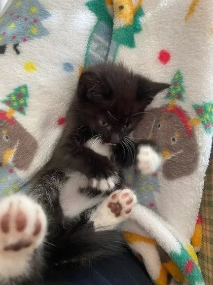 Pamela