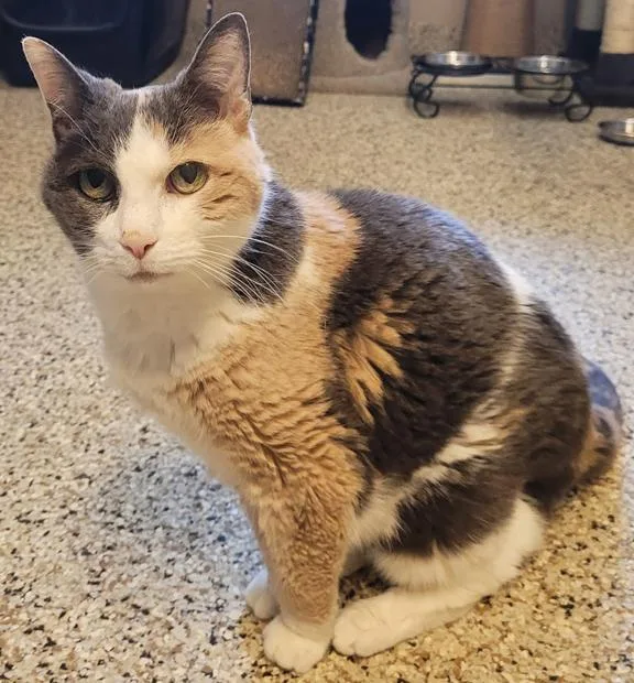 A senior medium-sized female Calico Domestic Short Hair cat named Penny for adoption in Schaumburg, IL