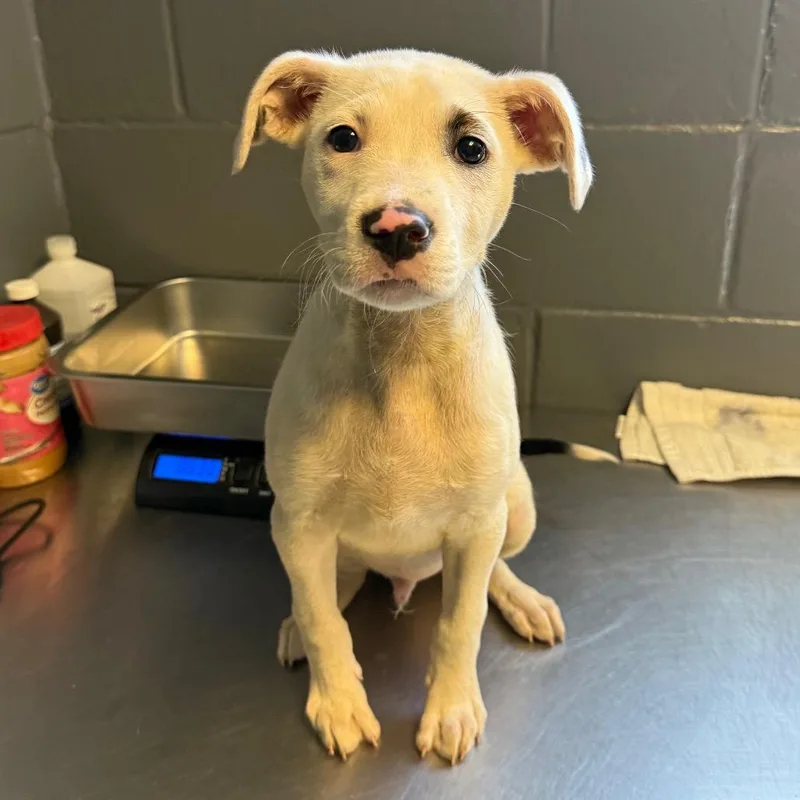 A baby small-sized male White / Cream Pit Bull Terrier dog named Knox for adoption in Tuscaloosa, AL