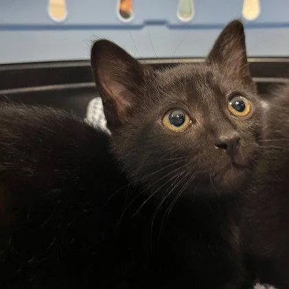 A baby small-sized male Black Domestic Short Hair cat named Schnitzel for adoption in Oakland, CA