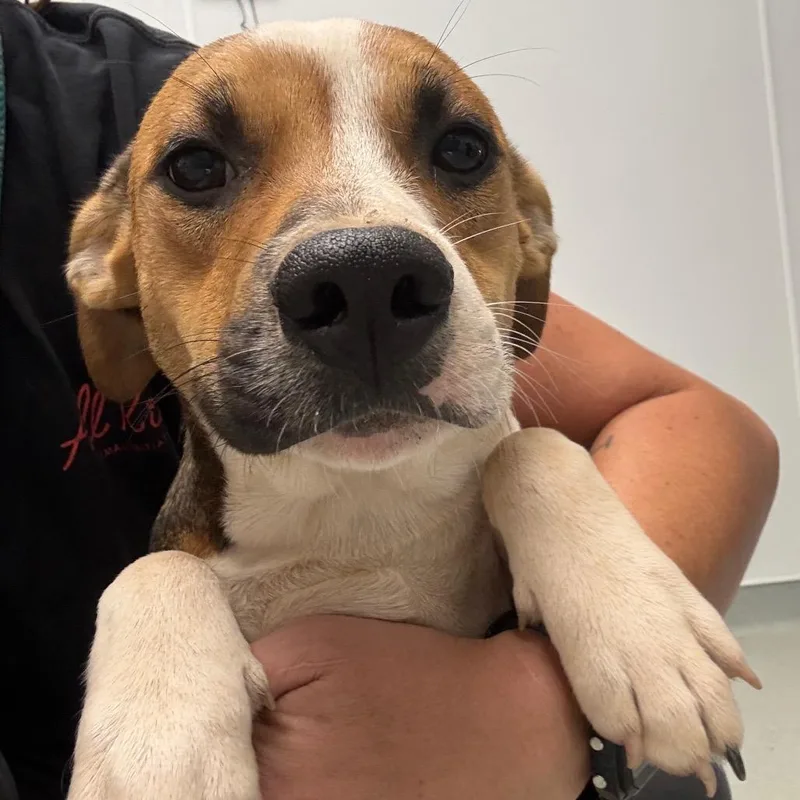 A young medium-sized male Brown / Chocolate Terrier dog named Fozzie for adoption in Abilene, TX